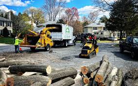 How Our Tree Care Process Works  in Queens, NY